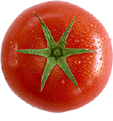 Tomato